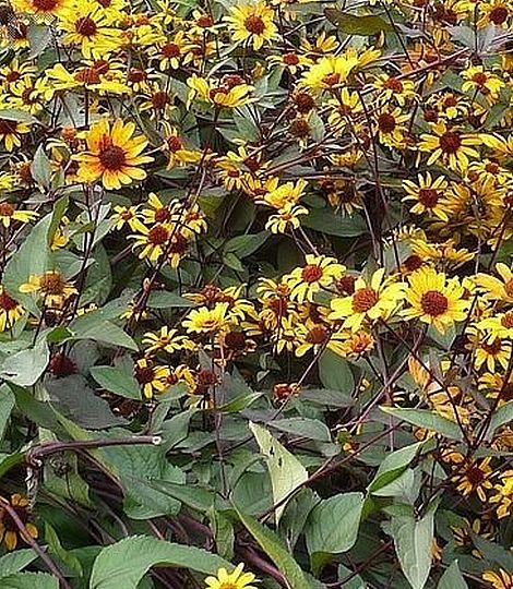 Heliopsis scabra 'Summer nights'